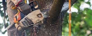 How Our Tree Care Process Works  in  Barnesville, GA