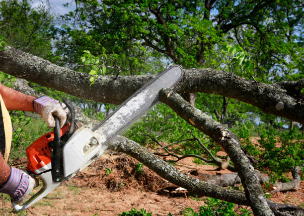 Trusted Barnesville, GA Tree Services Experts